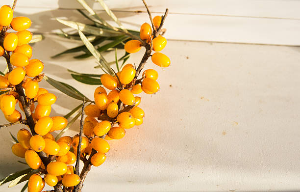istock ripe sea buckthorn 598557120