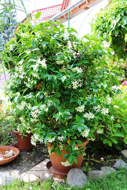 Fragrant white flowering jasmine in garden Fragrant white flowering jasmine in garden jasminum officinale stock pictures, royalty-free photos & images