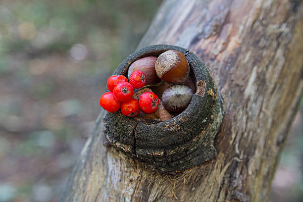 istock Hazelnut and rowan berries in the forest. Nature 598557576
