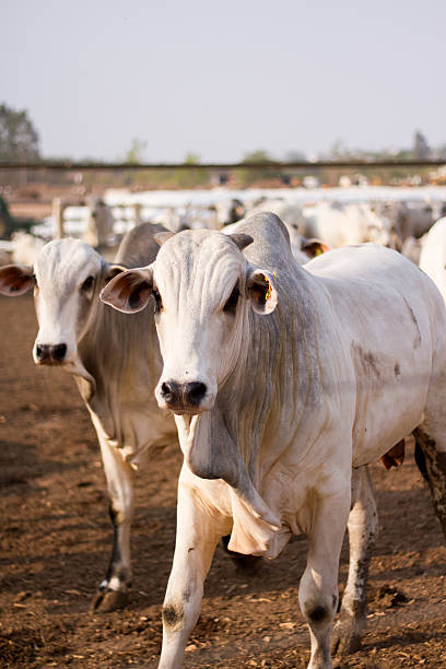 istock Nelore ox cattle livestock in a farm 598557938
