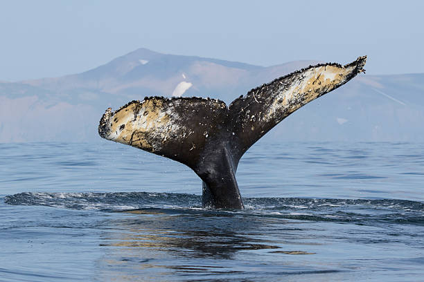 istock Tail humpback whale who dives into the water 598558248