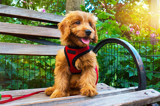 miniatur goldendoodle welpen hund porträt - zuggeschirr stock-fotos und bilder