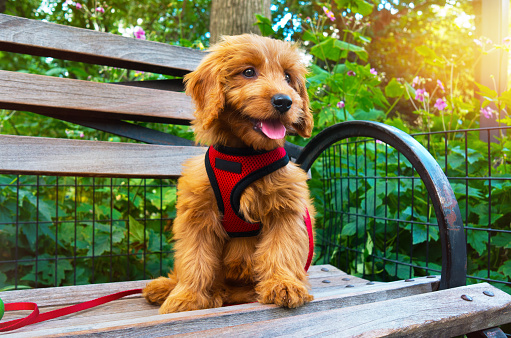 Miniature Goldendoodle puppy sitting on city Park bench.  Puppy is 3 months old.