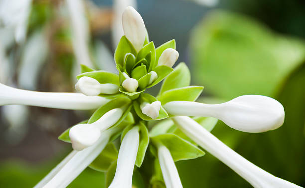istock Cosed petals of white lily 598559140