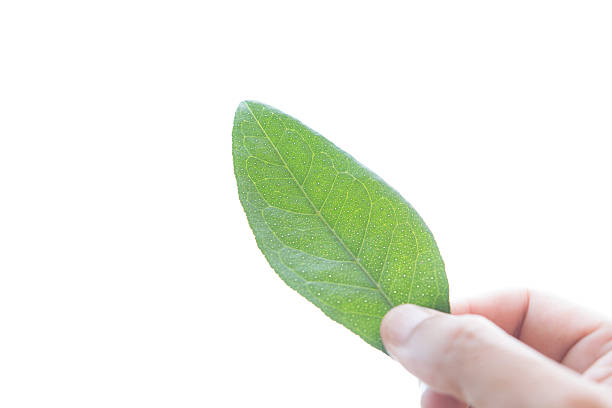 istock Leaf herb in hand, Clausena wallichii Oliv. var. guillauminii (T 598559594