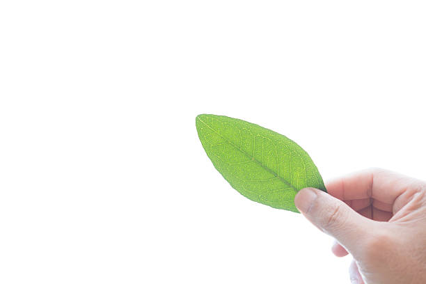 istock Leaf herb in hand, Clausena wallichii Oliv. var. guillauminii (T 598559618