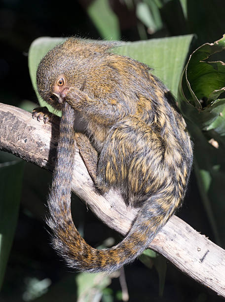 Pygmy Marmoset Pygmy Marmoset in tree. pygmy marmoset stock pictures, royalty-free photos & images