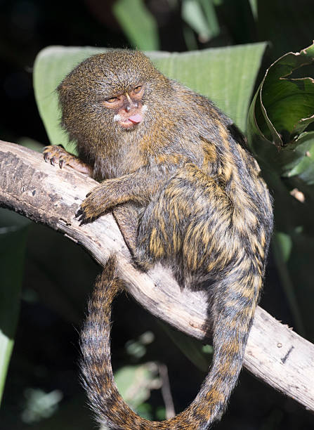 Fingeraffe Zwergseidenäffchen - Bilder und Stockfotos - iStock