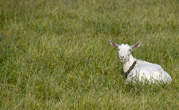 istock Goats grazing in the meadow 598561960