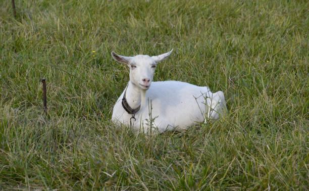 istock Goats grazing in the meadow 598562428