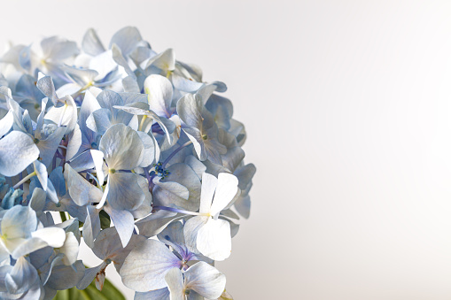 light blue Hydrangea macrophylla macro shot with white background