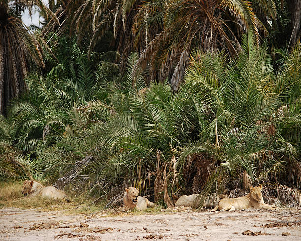 Under the Palm A pride of lions rests under some palms. safari animals lion road scenics stock pictures, royalty-free photos & images