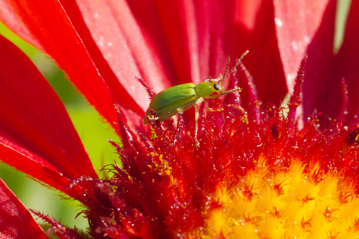 Green insect on yellow and red flower.