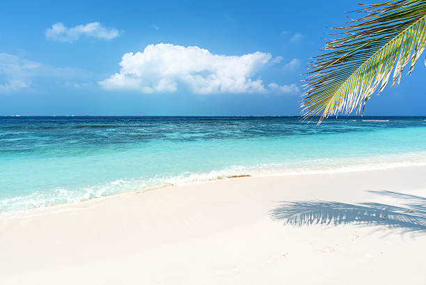 istock Wallpaper pattern of tropical beach with palm leaf 598564632