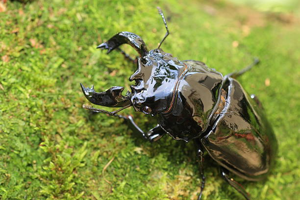 istock Mesotopus tarandus stag beetle in Congo, Africa 598565120