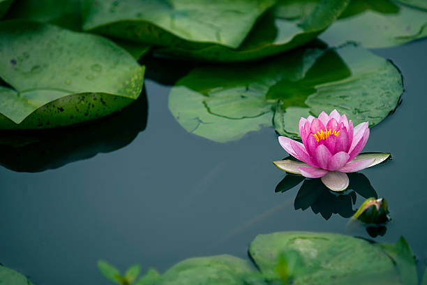 fleur de lotus  - lotus single flower lily water lily photos et images de collection