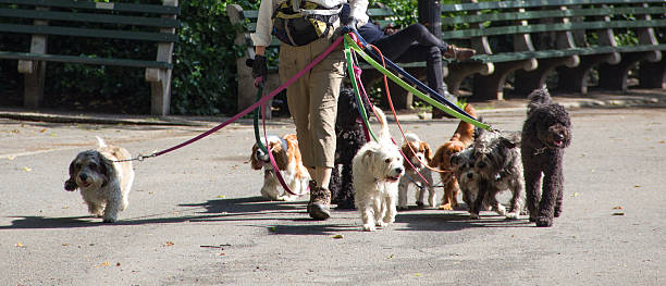 New York, United States- June 6, 2016: dog walker with several dogs in central park