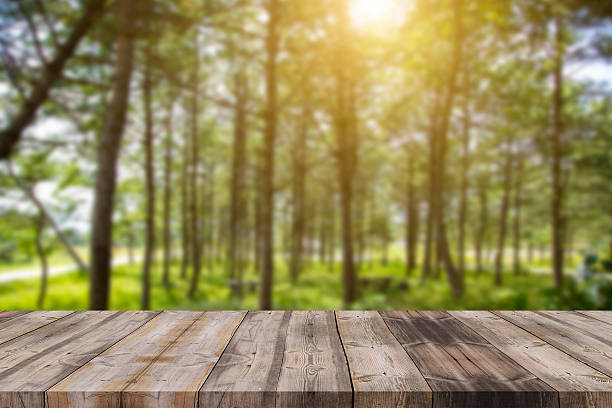 istock empty space of green forest and sunset 598566696