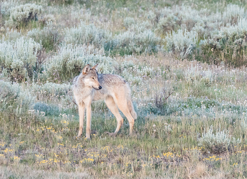 Grey wolf on the grass in Yellowstone National park
