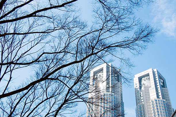 istock Branches silhouette in park with modern buildings 598569146