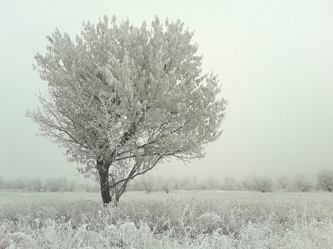 Photographed with mobile phone. Tree on the field in winter.
