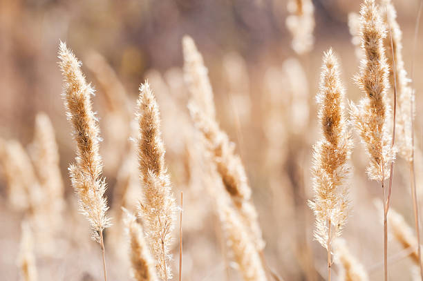istock Wild grasses in a field at sunset 598570758