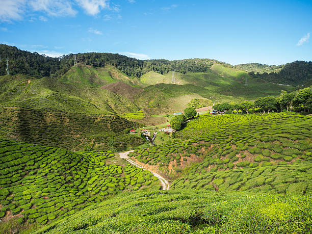 istock Tea plantation in the Cameron highlands 598571110
