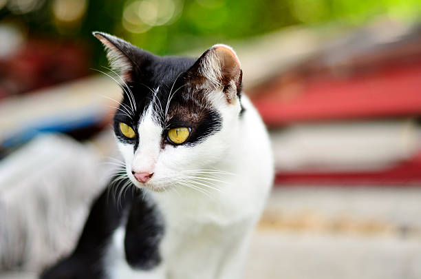 istock cat, home, animal, pet, 598571310