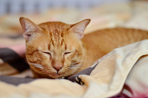 istock cat, home, animal, pet, 598571528