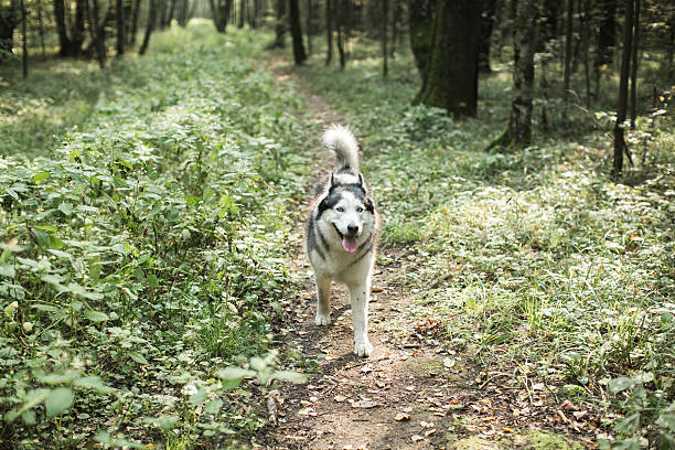 istock Husky dog walking  in forest, summer 598572240