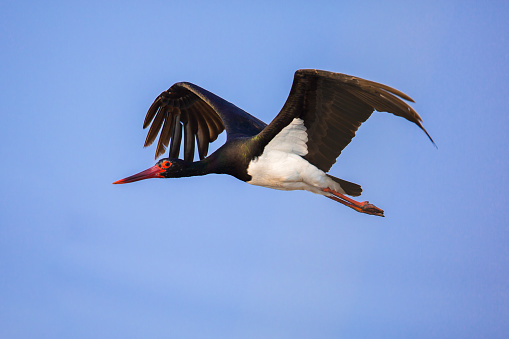 Navekou flies against the blue sky