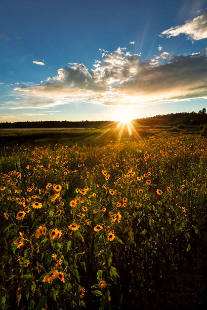 istock Sunset in a Wild Sunflower Field 598572504