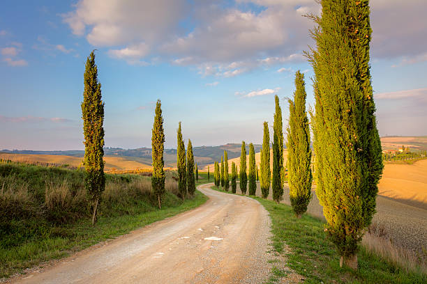 istock Cypresses Trees and ground road,  morning sky - Tuscany 598572568