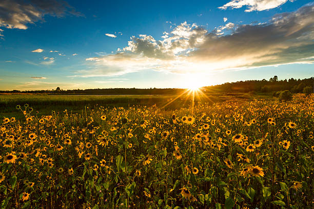 istock Sunset in a Wild Sunflower Field 598572664