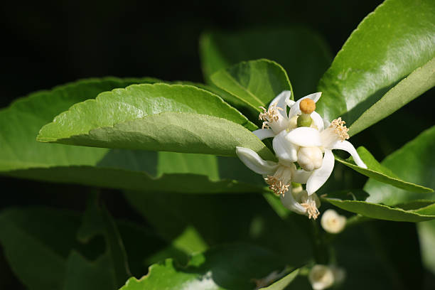 gruppo di fiori di limone in fiore - agriculture branch cut flowers citrus fruit foto e immagini stock