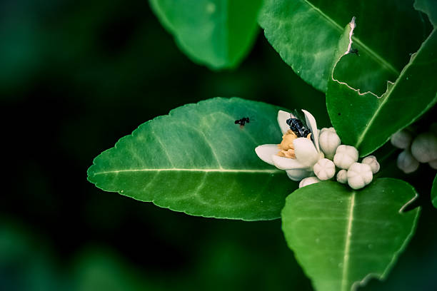 bumblebee sta nutrendo lo sciroppo sul fiore di limone - agriculture branch cut flowers citrus fruit foto e immagini stock