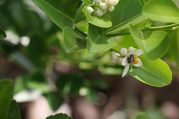 bumblebee sta nutrendo lo sciroppo sul fiore di limone - agriculture branch cut flowers citrus fruit foto e immagini stock
