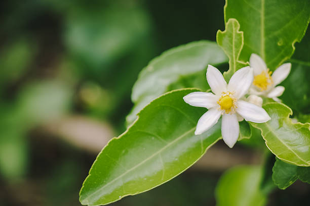 gruppo di fiori di limone in fiore - agriculture branch cut flowers citrus fruit foto e immagini stock