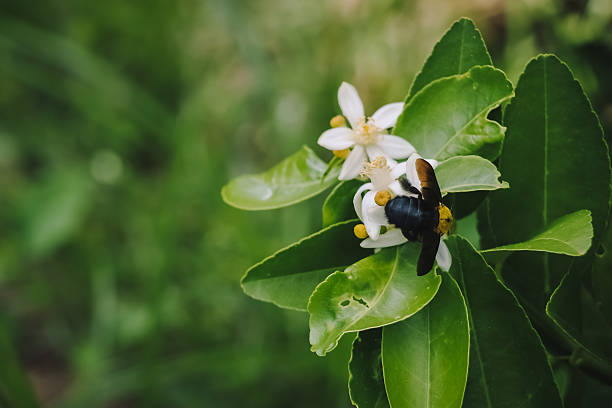 big humblebee sta nutrendo lo sciroppo sul fiore di limone - agriculture branch cut flowers citrus fruit foto e immagini stock