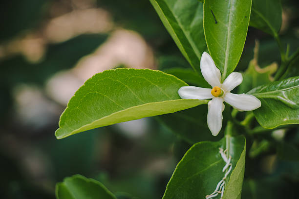 gruppo di fiori di limone in fiore - agriculture branch cut flowers citrus fruit foto e immagini stock