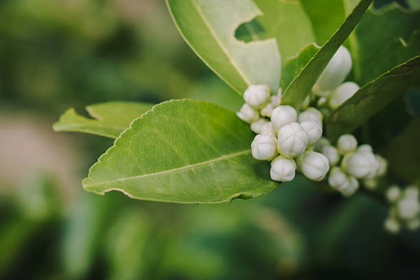 gruppo di fiori di limone in fiore - agriculture branch cut flowers citrus fruit foto e immagini stock