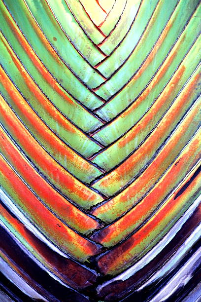 istock Abstract image of traveler's palm leaf 598666480