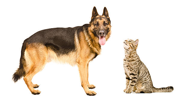 istock Dog breed German Shepherd  and curious cat Scottish Straight 598666492