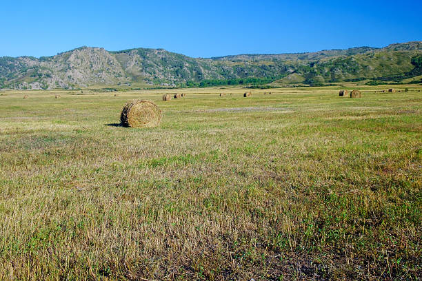 istock Hay bales on the field after harvest 598667220