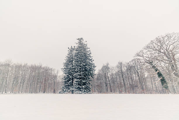istock Big pine tree covered with snow in the park 598667302