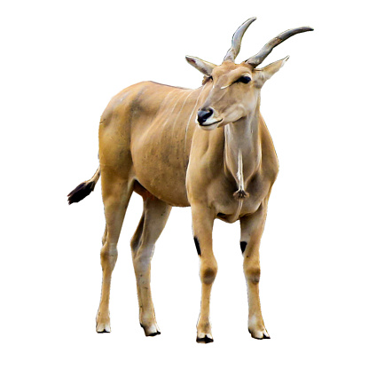The common eland (Taurotragus oryx), also known as the southern eland or eland antelope isolated on white background.