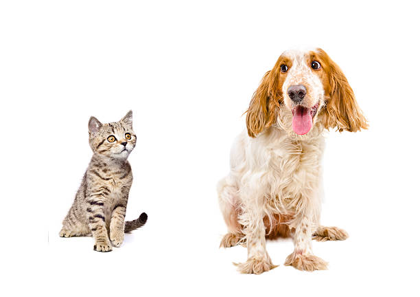 istock Dog Russian Spaniel and a kitten Scottish Straight 598667566