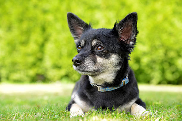 istock Small breed dog Chihuahua 598667700