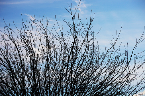 Bare tree branches against cloudy sky.    