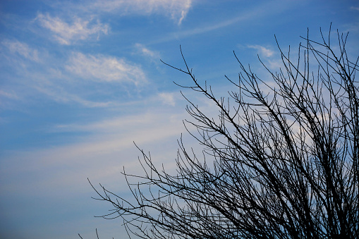 Bare tree branches against cloudy sky.    